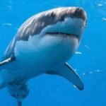 Great White Shark Spotted in Gulf of St. Lawrence — But Experts Say It’s Normal