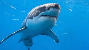 Great White Shark Spotted in Gulf of St. Lawrence — But Experts Say It’s Normal