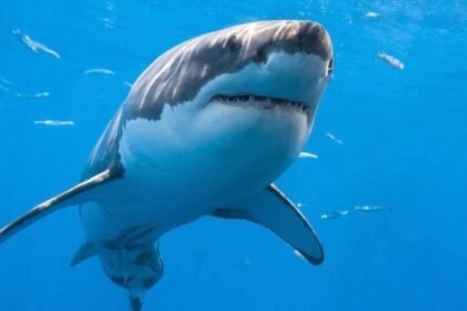 Great White Shark Spotted in Gulf of St. Lawrence — But Experts Say It’s Normal
